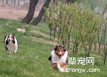 怎样才能训练成明星狗?