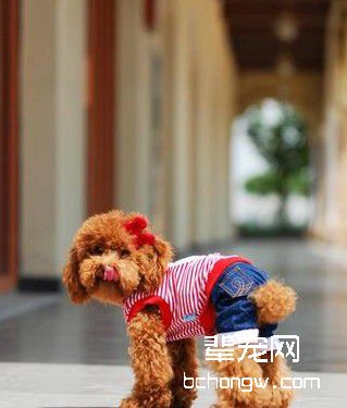 手把手教您轻松训犬