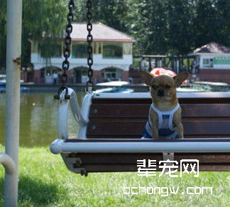 驯服狗狗接受宠物健康检查