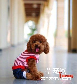 训犬的条件反射