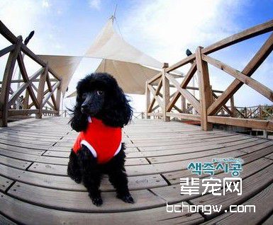 如何杜绝犬的坏习惯?