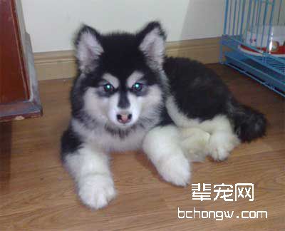 犬的运动量要适量