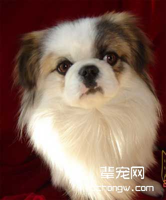 怎样纠正犬的不文明排便习惯?