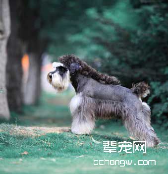 训练狗狗不吃便便的坏习惯
