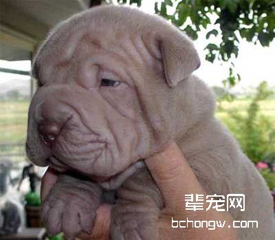 驯服狗狗应竖立的威信
