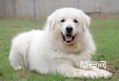 训练小犬有什么好处?
