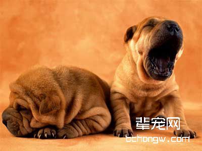 狗狗也会拜年