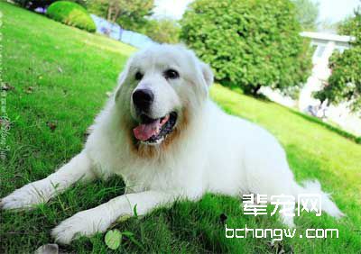训练犬的卧倒