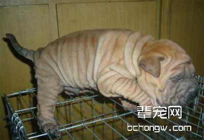 训练狗狗春节有礼貌