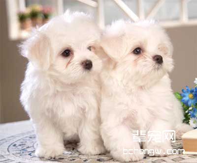 驯服犬叼东西的技巧