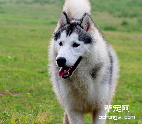 让狗狗变乖的方法