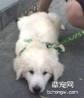 怎样训狗不怕打雷?
