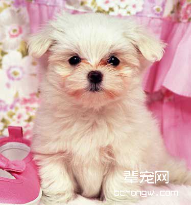 驯服犬乖乖睡床上的方法