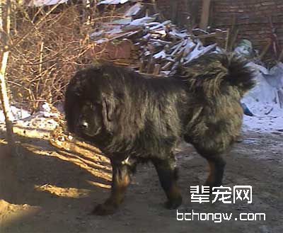 训狗时奖励手段的运用
