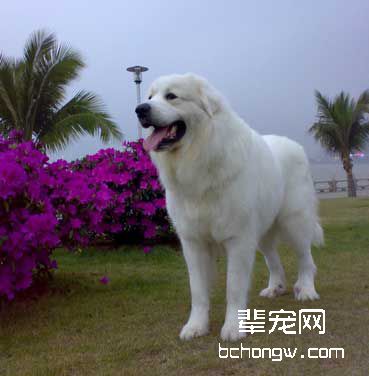 如何训狗出行随你左右?