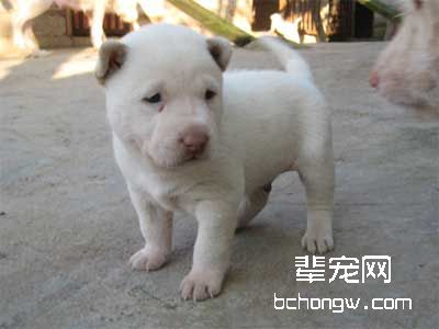 怎样训狗变得凶猛点?