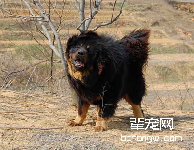 怎样训狗取东西?