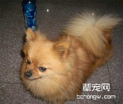 训狗莫用的方法