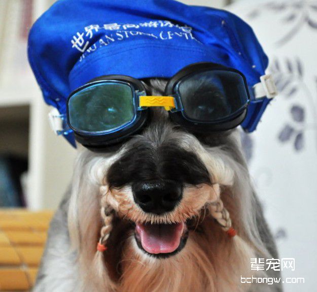对犬的奖励要恰当