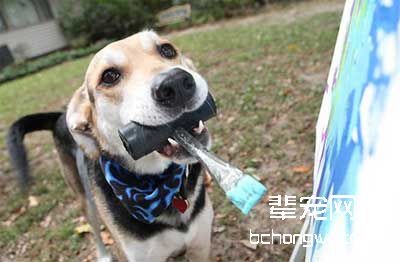 训狗拒吃他人食的方法
