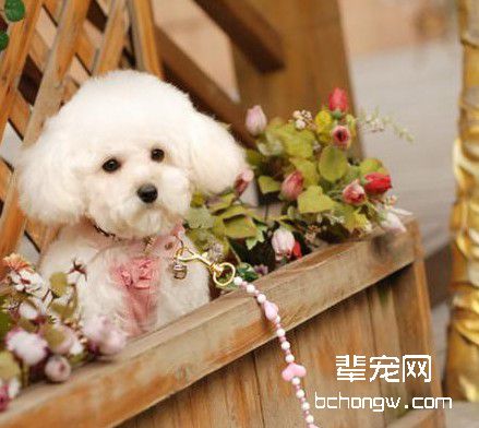 调教狗狗有方