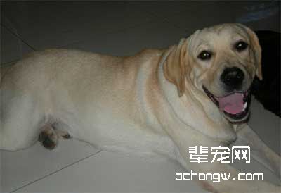 八招令你训狗有方