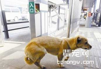 新人训狗要备齐哪些东西?