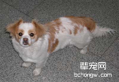 怎样训狗进行排便?