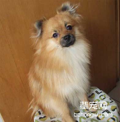 训狗时别忘夸它