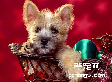 强迫性训狗的时机把握
