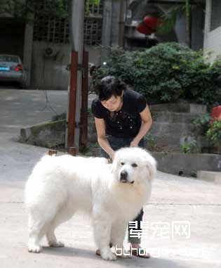 运用服从性快速训狗