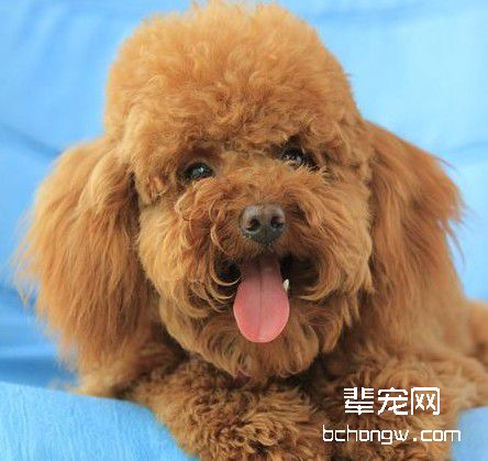 如何驯服狗狗叫醒主人?