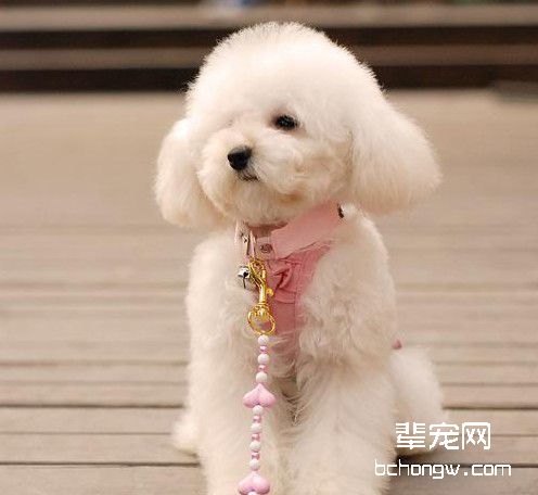 懂礼貌的狗狗应这样驯养