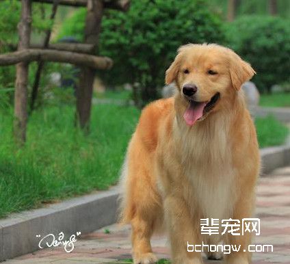 让狗狗乖乖接受你的教导技巧