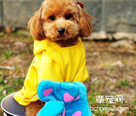 狗狗有超常的观察能力