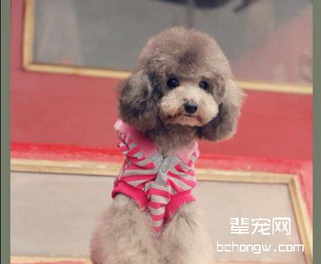 训练狗狗的思维能力