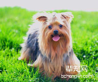 犬具有适合驯养的天性