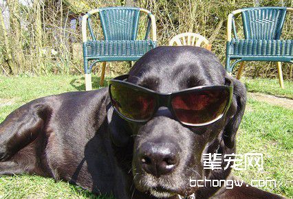 怎么样才能让狗狗散步不伤害路人