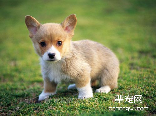让犬服从您的呼叫