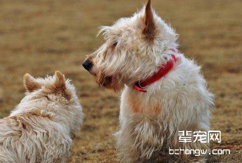 如何训练小犬的跳跃动作