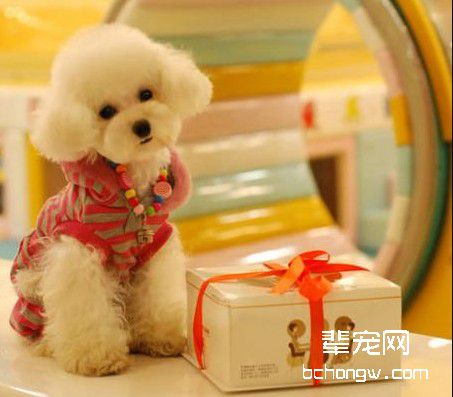 成功训练金毛犬的方法