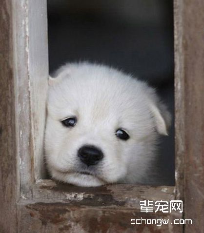 改正犬的跳扑动作