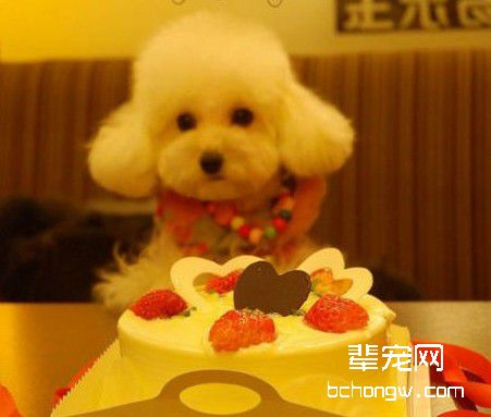 驯服犬的捷径方法