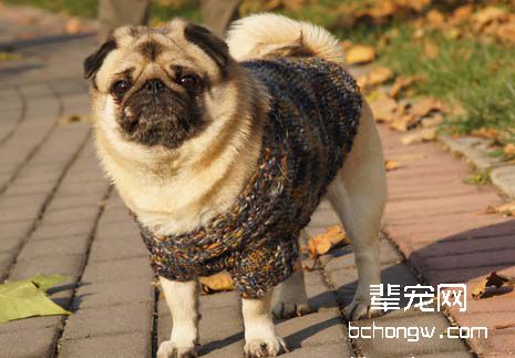 狗狗把屋子弄脏了怎么办