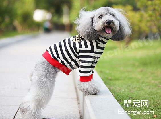 独自在家的犬安全问题