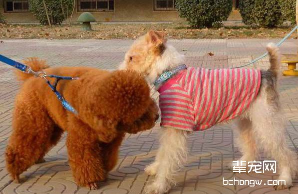 小心犬给你翻脸