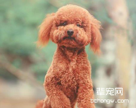 驯服犬站立的动作