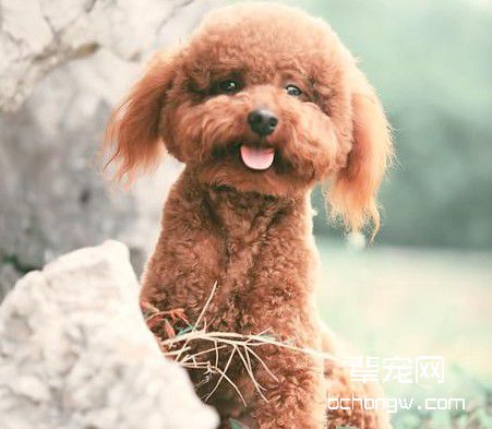 如何让犬不惧怕门铃