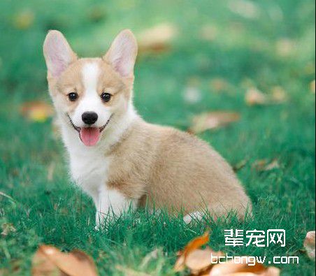 如何游散狗狗