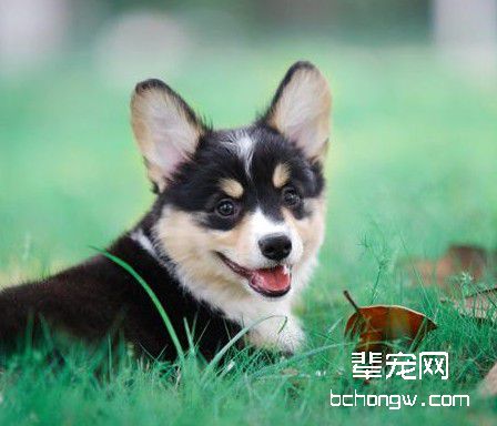 训练狗成为家庭防卫犬